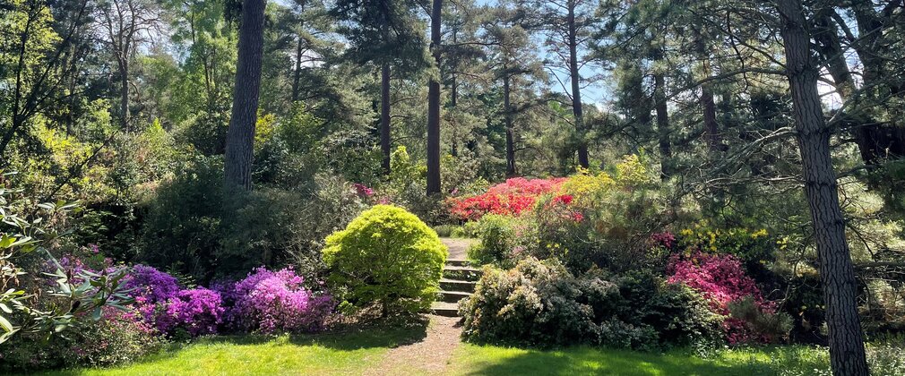 A view through a dell with colourful azaleas and tall conifers 