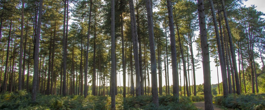 Tall conifer trees towering high next to a path in the forest