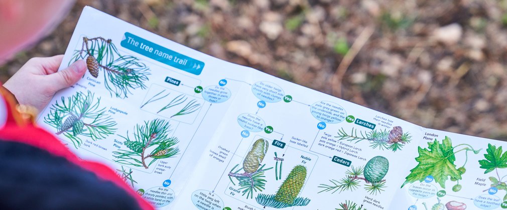 A child looking at a tree ID sheet in a woodland