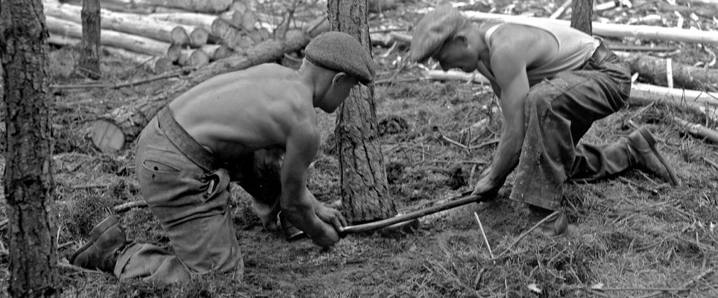 Thetford oral history, felling tree 