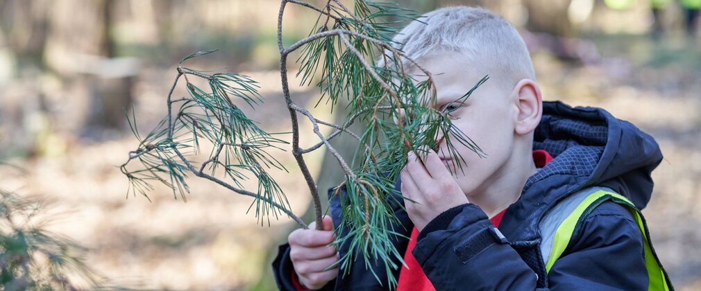 A young boy wearing a high-vis vest, smelling pine twigs in the forest.