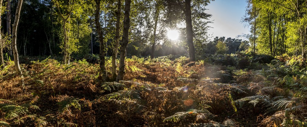 Sun shining through green trees and shrubs