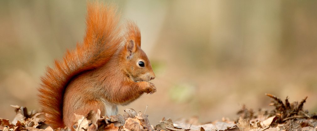 Red squirrel eating a nut