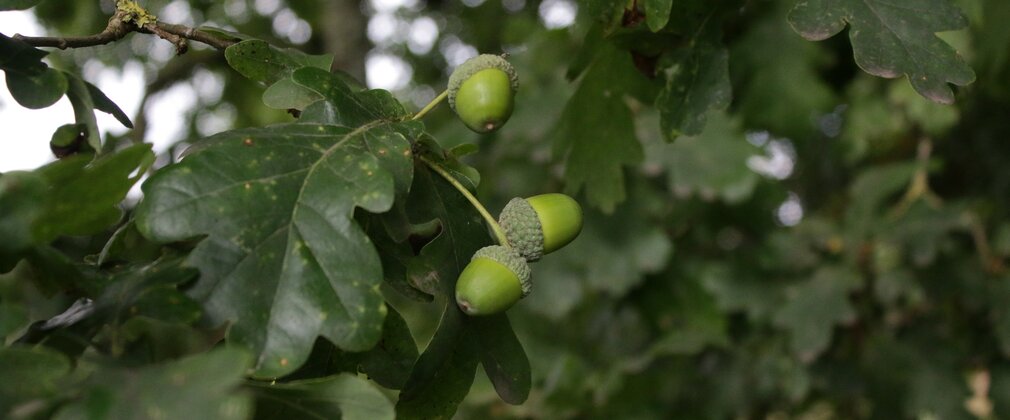 Three bright green acorns stand out from the centre of a bunch of darker oak leaves. In the background, dappled light flows through the shade of the tree.