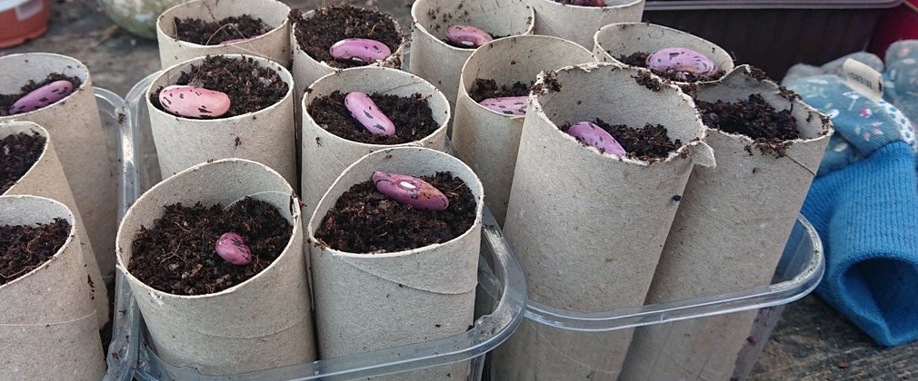 Runner beans in toilet rolls