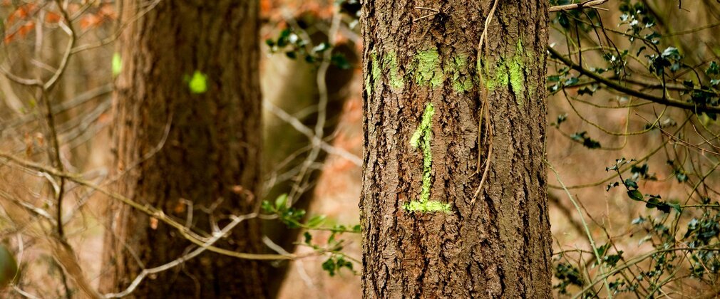 Tree trunks with green spray paint markings.