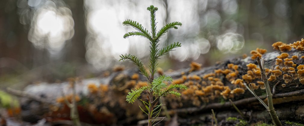 Single sapling on the forest floor