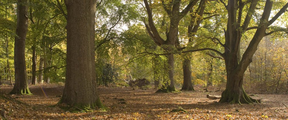 Woodland with large trees covered in green leaves