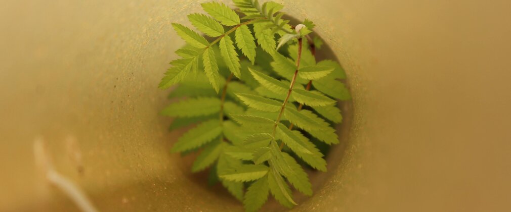 A small tree is growing inside a tube, this photo is taken from the top looking down the tube just showing the top of the new trees leaves. 
