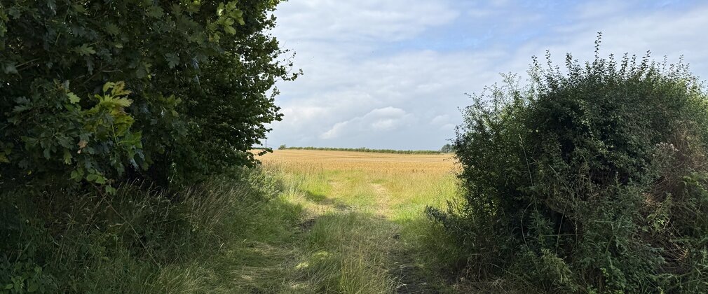 Photo of grass path leading into field, with existing trees and hedgerow in the foreground