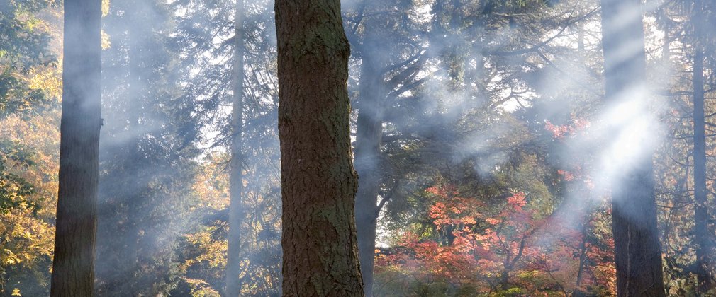 Trees in mist