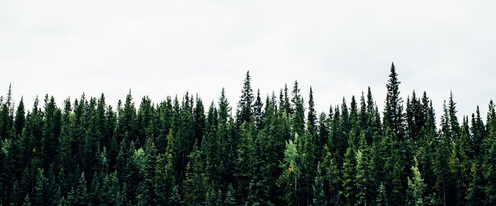 Conifer tree tops