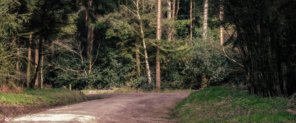 A forest track heading between conifers