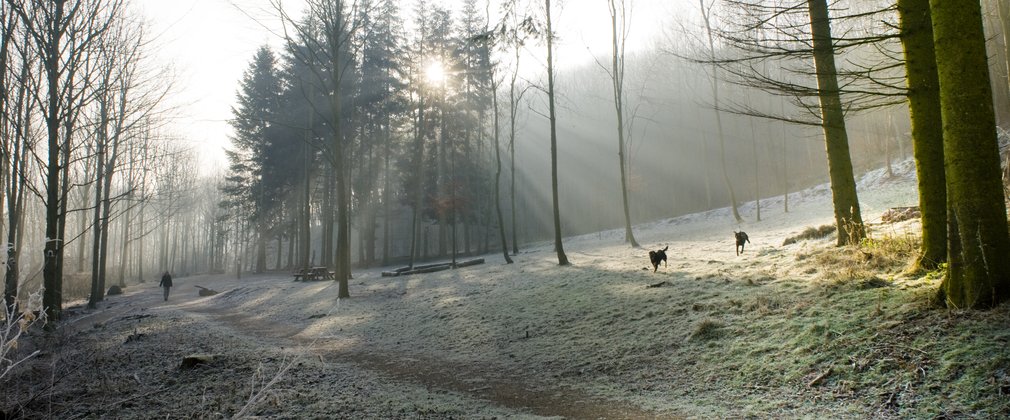 Frosty dog walking