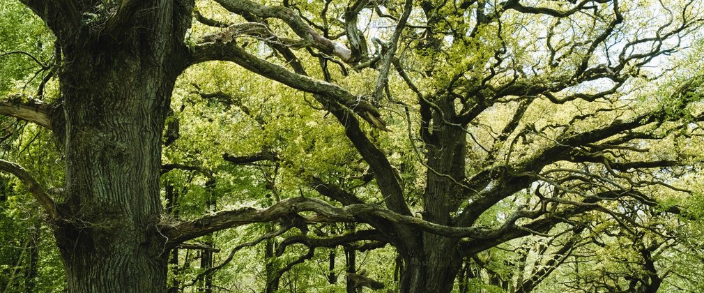 Veteran oak trees in leaf