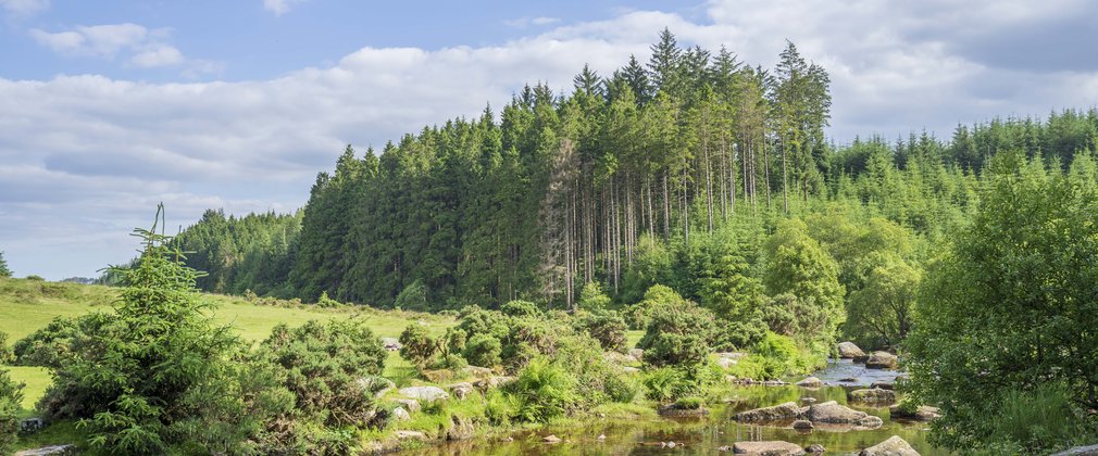 River and conifer trees