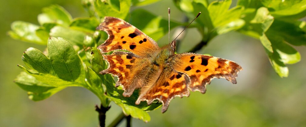 Butterfly on a leaf with open, scalloped wings that are browny-orange in colour and lightly spotted with black markings.