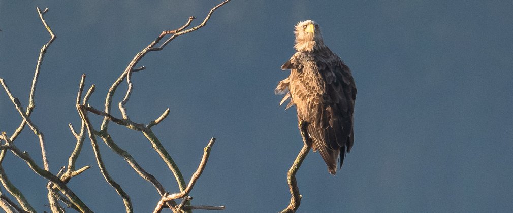 A white-tailed eagle perched in a tree 