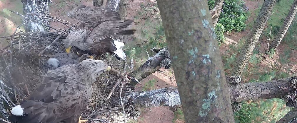 White tailed eagle