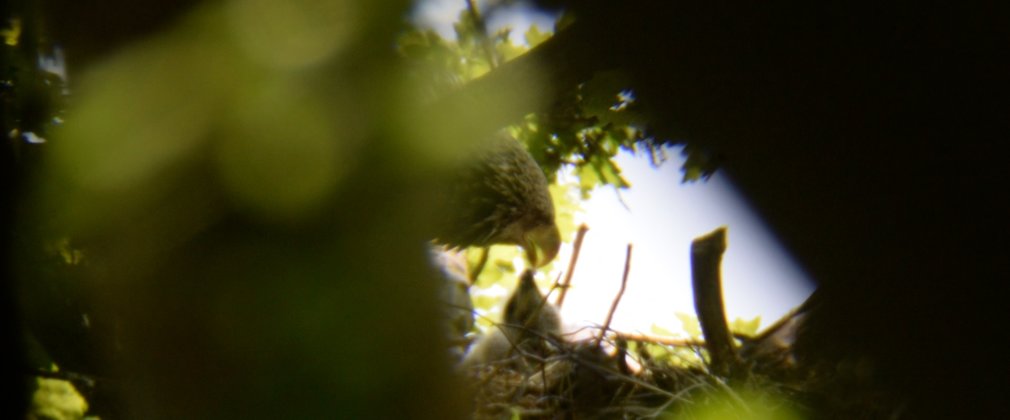 white tailed eagle chick