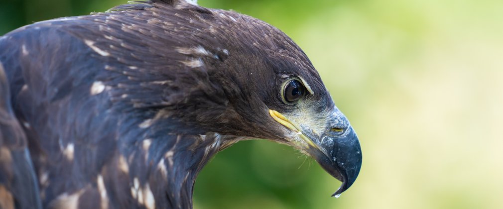 Close up of white-tailed eagle face