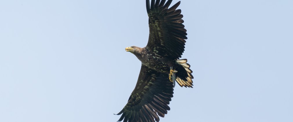 Eagle flying overhead with an eel in its talons