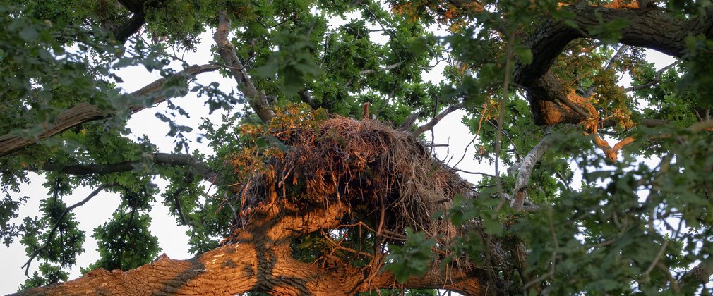 A large eagle nest on a branch in a tree
