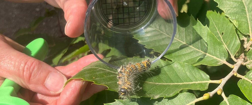 Bug Hunting June 2025 Alice Holt forest