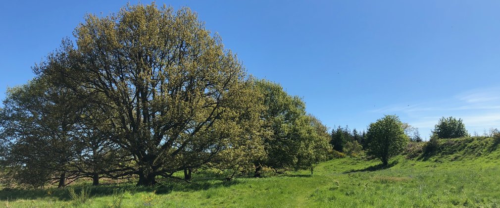 Large tree growing in a field on a hill with blue sky