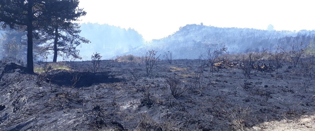 Wareham forest fire damage - charred trees