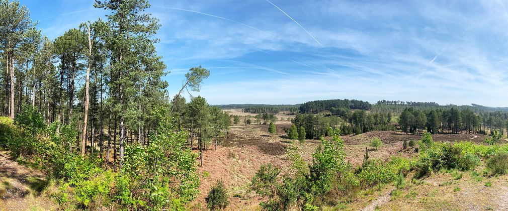 Wareham Forest in Dorset