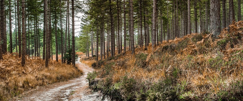 Frosty forest path running through towering trees