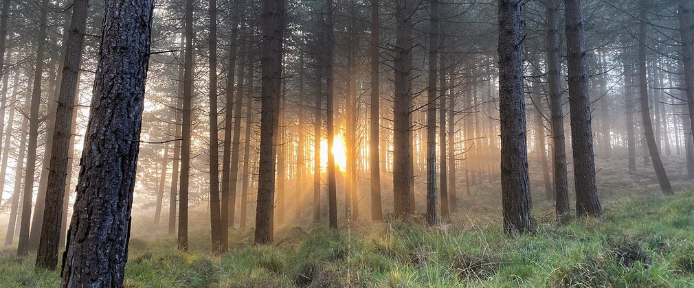 Wareham Forest morning