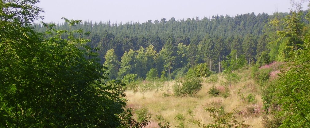 View over a mixed conifer woodland 