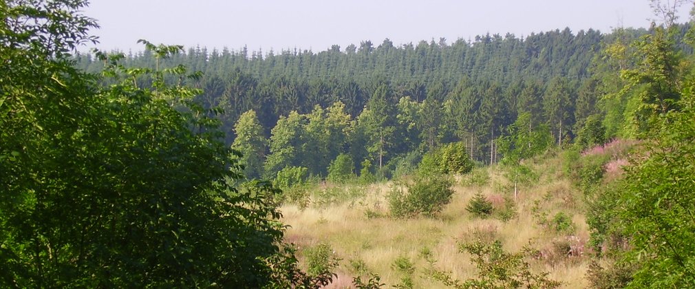 View over a mixed conifer woodland