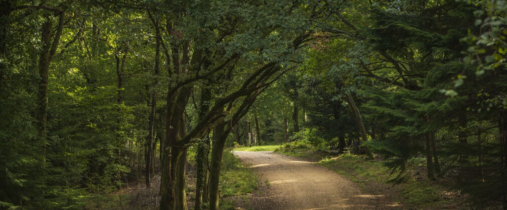 A trail through the forest at West Walk