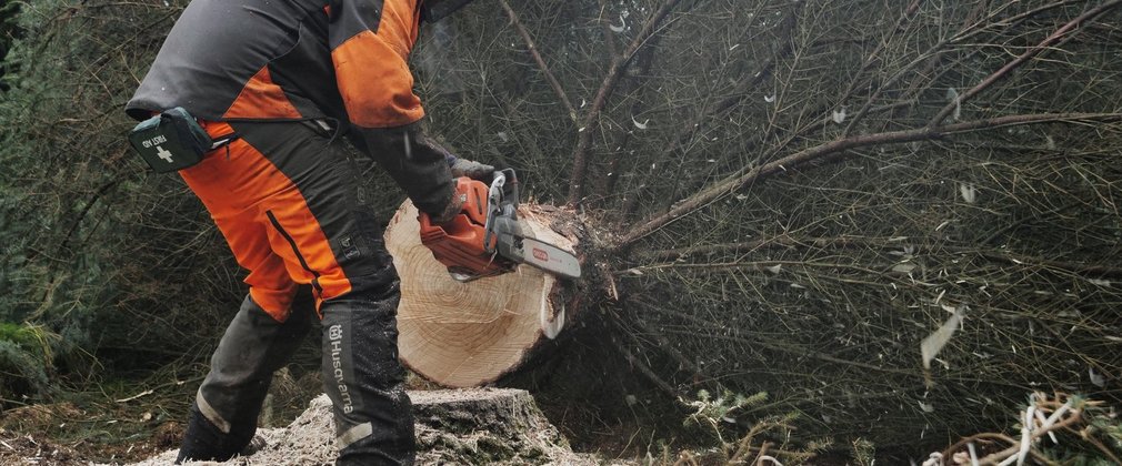 Tree being felled