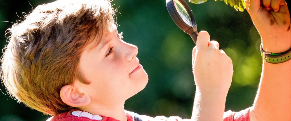 Boy looking at oak leaves through microscope
