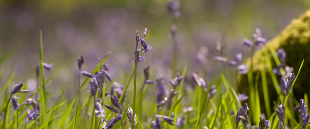 Close up of bluebells