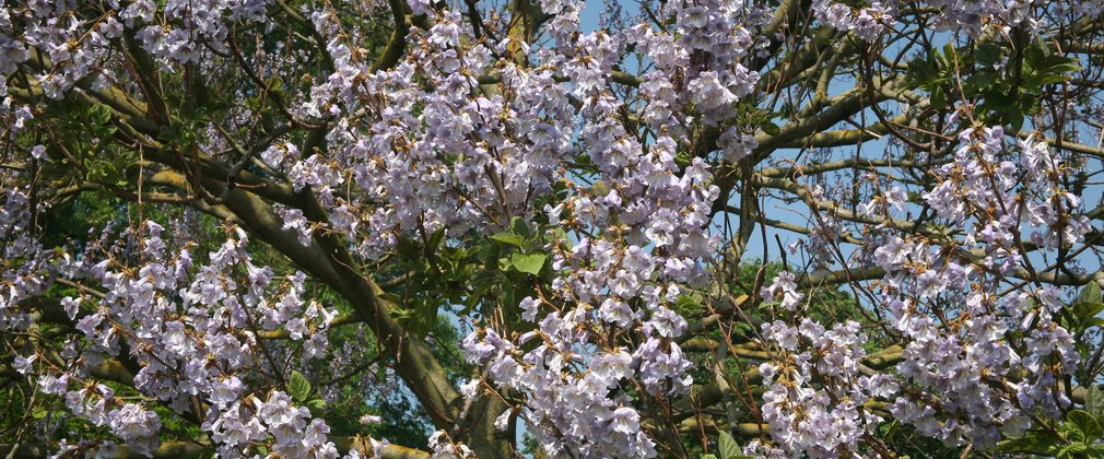 Paulownia Kawakamii Rare trees Westonbirt Arboretum Generic