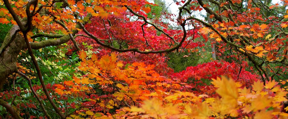Golden orange trees