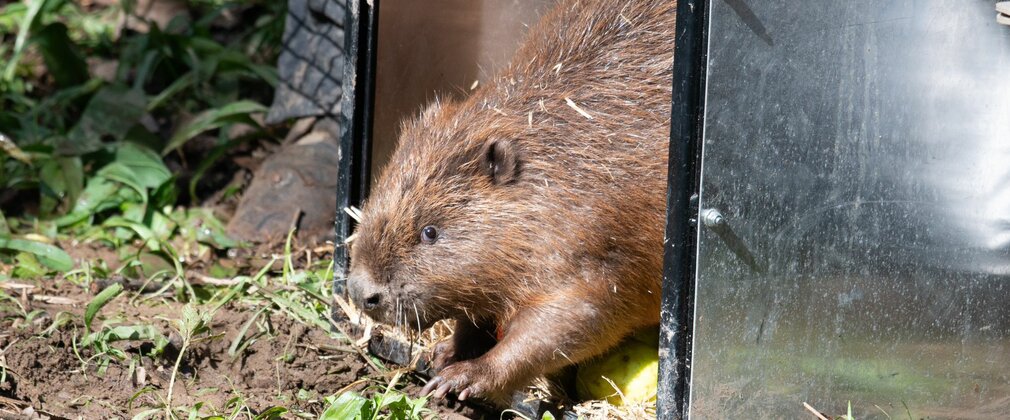 Beaver being released from a crate