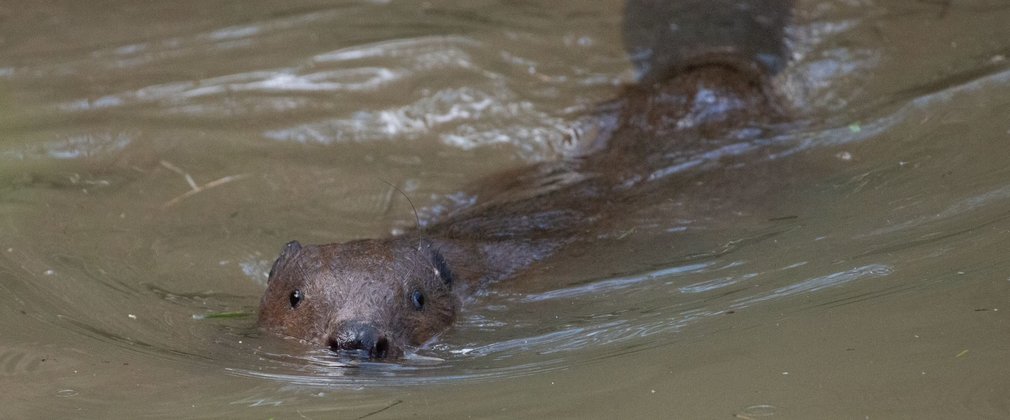 Beaver swimming in a river