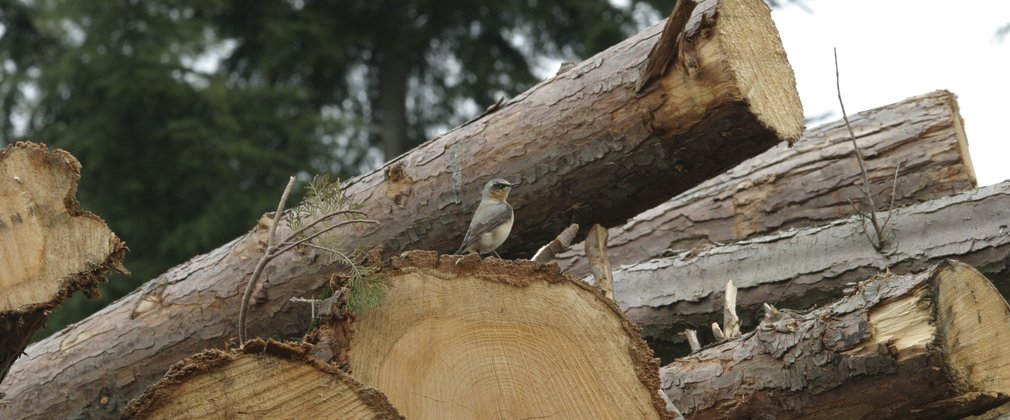 Wheater bird on logs