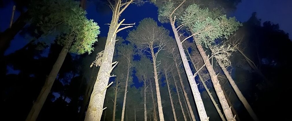 Illuminated trees against a night sky