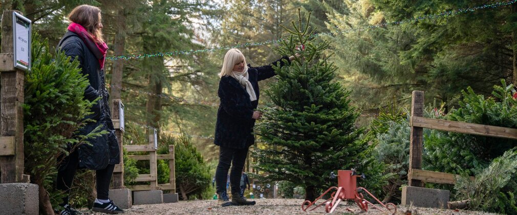 A woman holds a real Christmas tree upright on a forest path. Fairy lights are strung above.