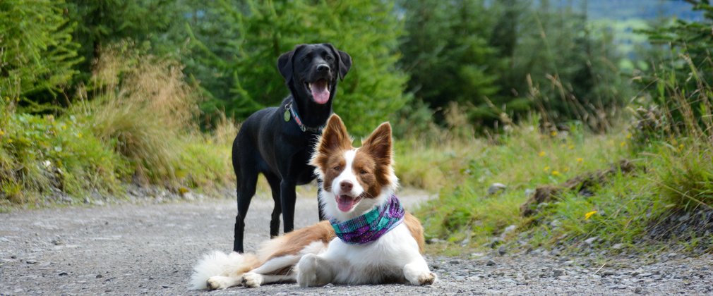 A labrador and a border collie on a forest road with Lake District scenery behind