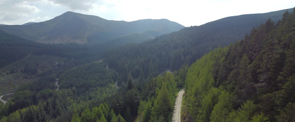 Drone shot of paths snaking through a forest