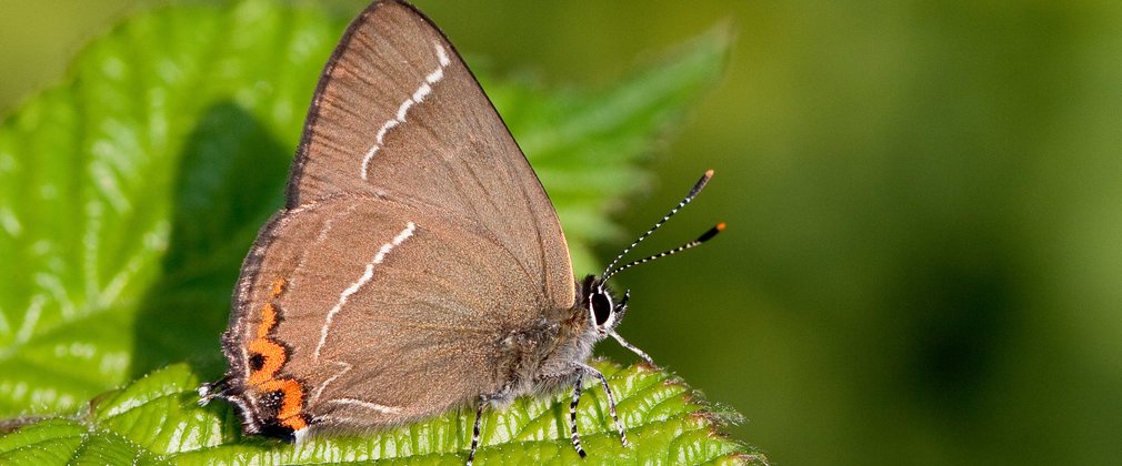 White-letter Hairstreak_credit Peter Eeles, Butterfly Conservation