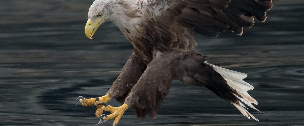 Close up of white-tailed Eagle over water